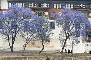 Robe Prints: Asia, Bhutan. Monks walking by jacaranda trees outside Punakha Dzong palace. Credit as