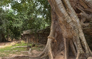 Prints of Overgrown Banyan tree with ancient temple walls at Ta Prohm near Angkor Wat in Siem Reap, Cambodia Images Dated 2027 November: Asia, Cambodia