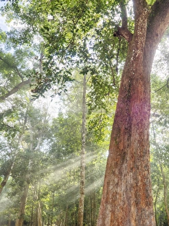 Cambodia Collection: Asia; Cambodia; Angkor Watt; Siem Reap; Fog with sunrays in the trees