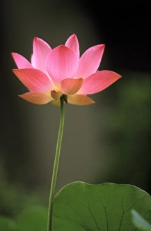 South East Prints: Asia, Cambodia. Lotus flower