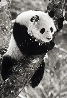 Asia, China