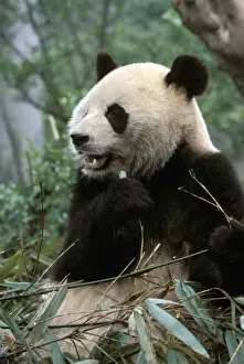 Asia, China, Chengdu. Giant Panda Sanctuary - Young Panda eating bamboo (ailuropoda