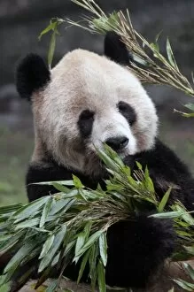 Asia, China Chongqing. Giant Panda at the Chongqing Zoo