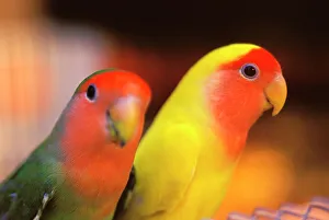 Beak Prints: Asia, China, Hong