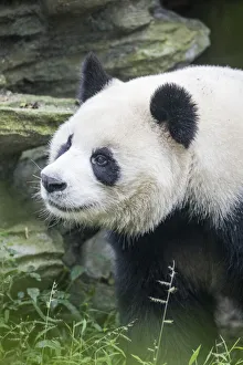 Asia, China, Sichuan Province, Cheng Du, Giant Panda