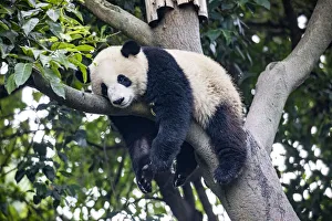 Images Dated 2nd June 2020: Asia, China, Sichuan Province, Cheng Du, Giant Panda