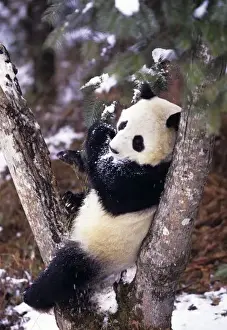 Sichuan Prints: Asia, China, Sichuan Province. Giant Panda up a tree in winter snow at Wolong Nature Reserve