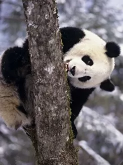 Panda Gallery: Asia, China, Sichuan Province. Giant Panda in winter snow at Wolong Nature Reserve