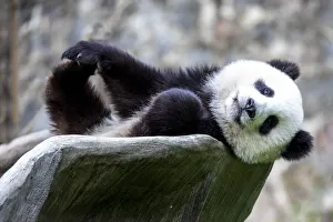 Relaxation Prints: Asia, China, Sichuan Province, Mt. Qincheng Town, Giant Panda