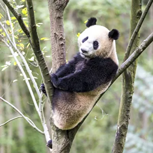 Images Dated 3rd August 2020: Asia, China, Sichuan Province, Mt. Qincheng Town, Giant Panda