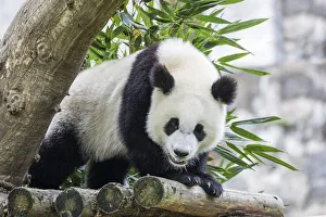 Images Dated 1st June 2020: Asia, China, Sichuan Province, Mt. Qincheng Town, Giant Panda