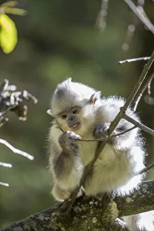 Relaxation Prints: Asia, China, Tacheng, Young Yunnan Black Snub-Nosed Monkey