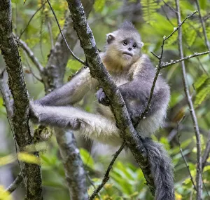 Images Dated 3rd August 2020: Asia, China, Tacheng, Young Yunnan Black Snub-Nosed Monkey
