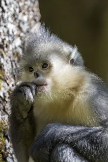 Images Dated 2nd June 2020: Asia, China, Tacheng, Yunnan Black Snub-Nosed Monkey