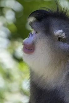 Images Dated 2nd June 2020: Asia, China, Tacheng, Yunnan Black Snub-Nosed Monkey