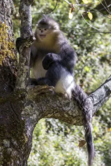 Images Dated 1st June 2020: Asia, China, Tacheng, Yunnan Black Snub-Nosed Monkey