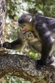 Great Ape Prints: Asia, China, Tacheng, Yunnan Black Snub-Nosed monkeys, Adult and Young