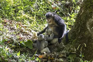 Images Dated 1st June 2020: Asia, China, Tacheng, Yunnan Black Snub-Nosed monkeys, Adult and Young
