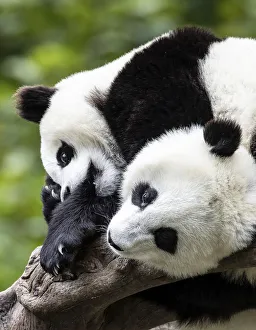 Relaxation Prints: Asia, China, Wolong, Giant Panda, Part of the UNESCO Man and Biosphere Reserve Network