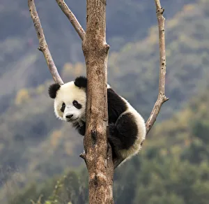 Images Dated 3rd August 2020: Asia, China, Wolong, Giant Panda, Part of the UNESCO Man and Biosphere Reserve Network