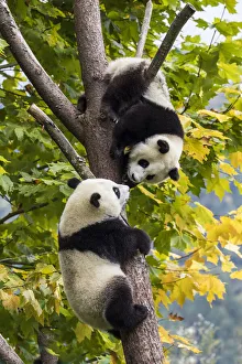Asia, China, Wolong, Giant Panda, Part of the UNESCO Man and Biosphere Reserve Network