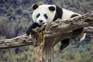Images Dated 2nd June 2020: Asia, China, Wolong, Giant Panda, Part of the UNESCO Man and Biosphere Reserve Network