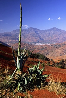 Yunnan Prints: Asia, China, Yunnan, Dongchuan. Yucca by red (laterite) tilled fields above distant