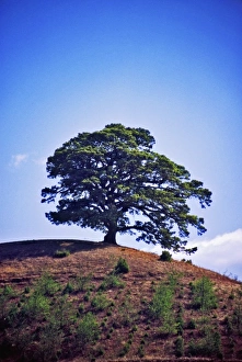 Eternal Prints: Asia, China, Yunnan, Dongchuan. Chinese Fir tree on red hill said to be one thousand