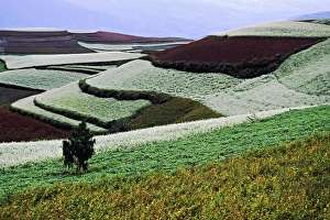 Arable Prints: Asia, China, Yunnan, Dongchuan. Multiple crops cover terraces of red earth (laterite)