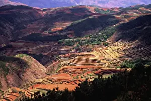 Yunnan Prints: Asia, China, Yunnan, Dongchuan;Terraces of golden wheat & tilled earth on red (laterite)