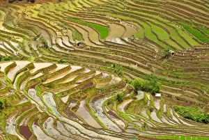 Seedling Prints: Asia, China, Yunnan, Jinping. Native Yi people plant flooded rice terraces near Laomeng
