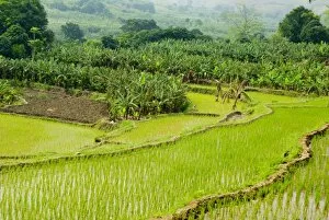 Asia, China, Yunnan Province, Honghe. Banana trees grow in fields next to rice paddies