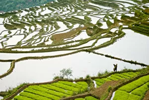 Asia, China, Yunnan Province, Honghe County. Farmer walks by seed rice on flooded