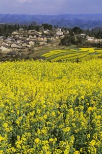 Yunnan Prints: Asia, China, Yunnan Province, Luoping