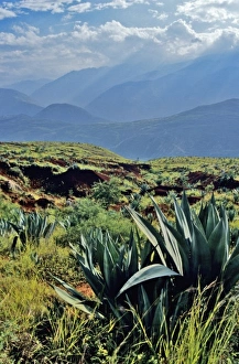 Yunnan Prints: Asia, China, Yunnan Province, Qujing Region. Cactus covers red earth (laterite) slope