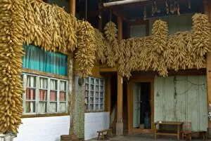 Images Dated 12th April 2007: Asia, China, Yunnan Province, Shiping. Clusters of dried corn hangs in couryard of
