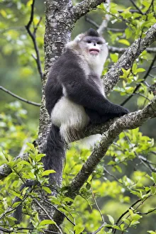 Asia, China, Yunnan Province, Yun-ling Mountains, Tacheng, black snub-nosed monkey