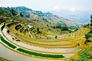 Arable Prints: Asia, China, Yunnan, Yuanyang. Farm family with water buffalo work flooded rice terrace