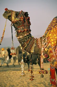 Asia, India