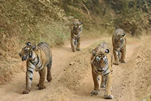 Images Dated 29th November 2007: Asia, India