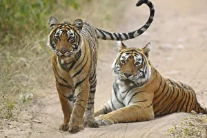 Asia, India