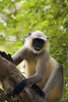 Images Dated 30th September 2014: Asia, India