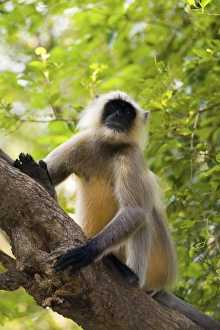 Images Dated 30th September 2014: Asia, India