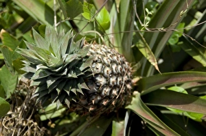 Asia, India