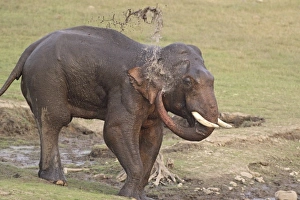 Asia, India