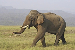 Asia, India