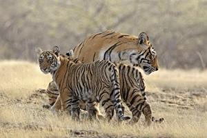 Asia, India
