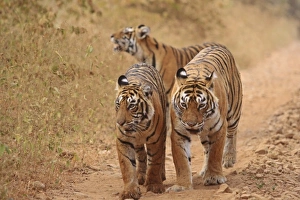 Asia, India
