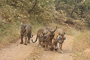 Asia, India