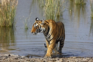 Images Dated 10th March 2008: Asia, India